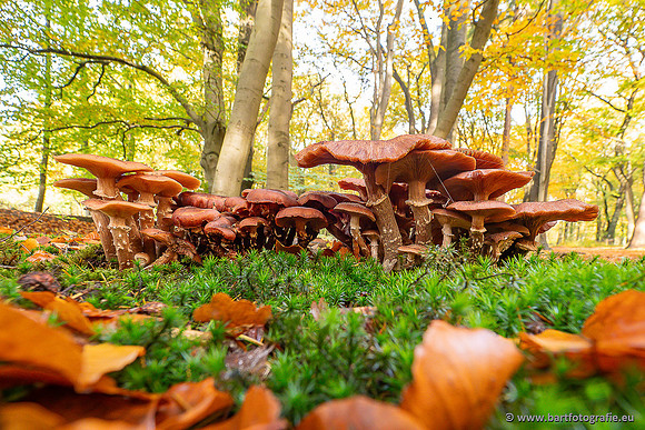 Paddenstoelen 2025-389