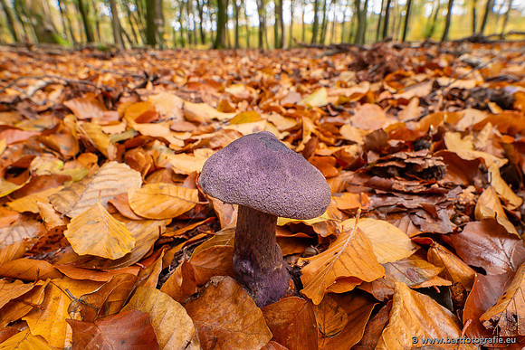 Paddenstoelen 2025-397