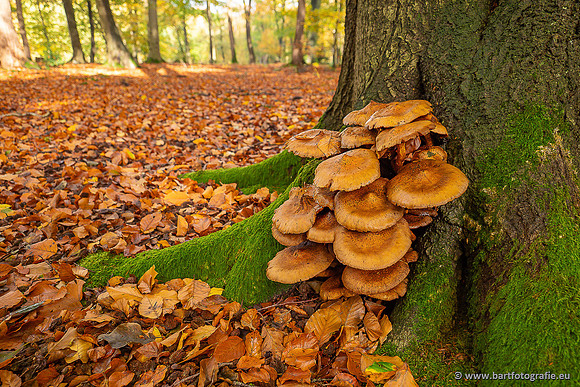 Paddenstoelen 2025-390
