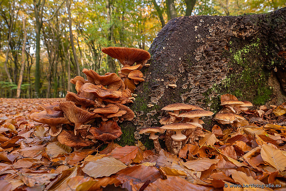 Paddenstoelen 2025-399