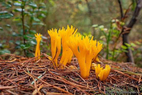 Paddenstoelen 2025-400
