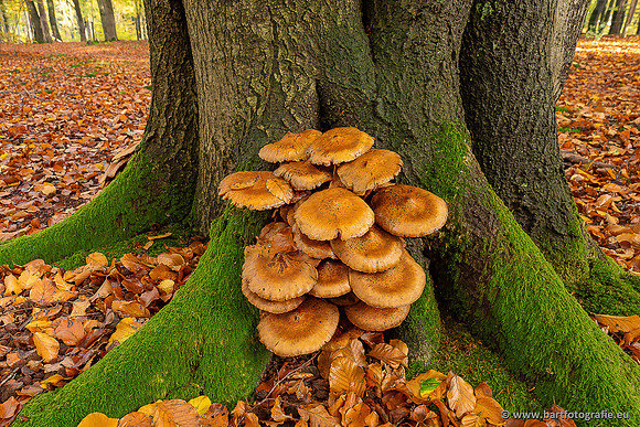 Paddenstoelen 2025-391
