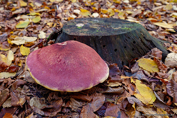 Paddenstoelen 2025-401