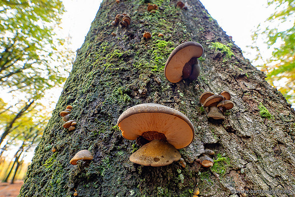 Paddenstoelen 2025-394