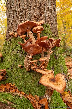 Paddenstoelen 2025-408