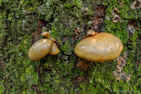 Paddenstoelen 2025-396