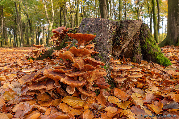 Paddenstoelen 2025-398