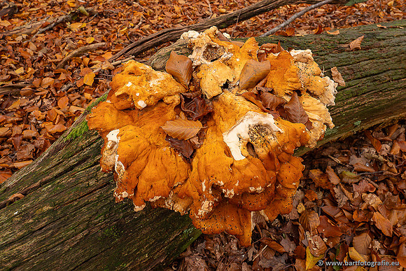 Paddenstoelen 2025-406