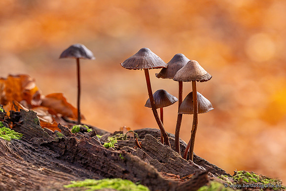 Paddenstoelen 2025-417