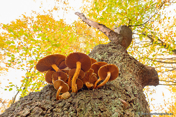 Paddenstoelen 2025-407