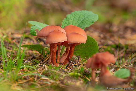 Paddenstoelen 2025-419