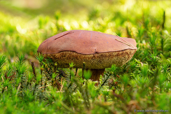 Paddenstoelen 2025-420