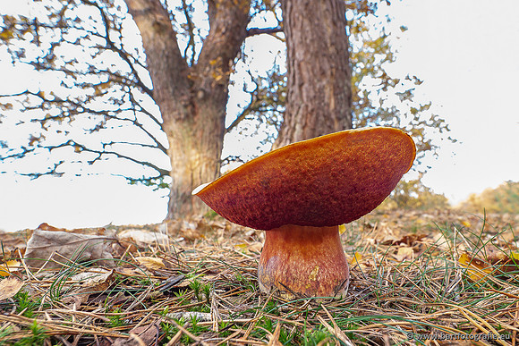 Paddenstoelen 2025-424