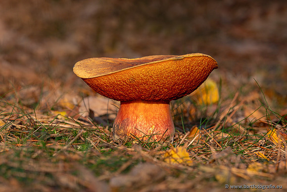 Paddenstoelen 2025-427