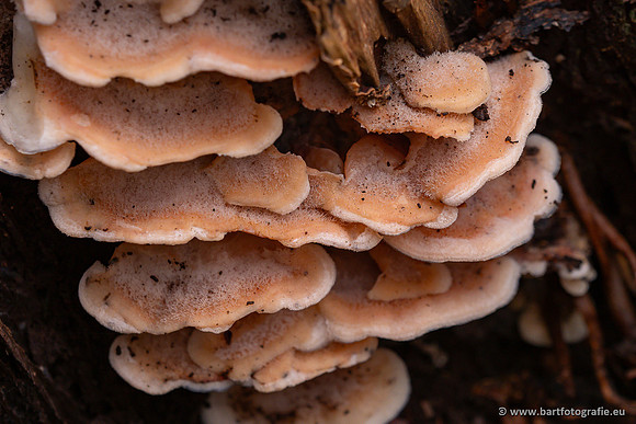 Paddenstoelen 2025-429