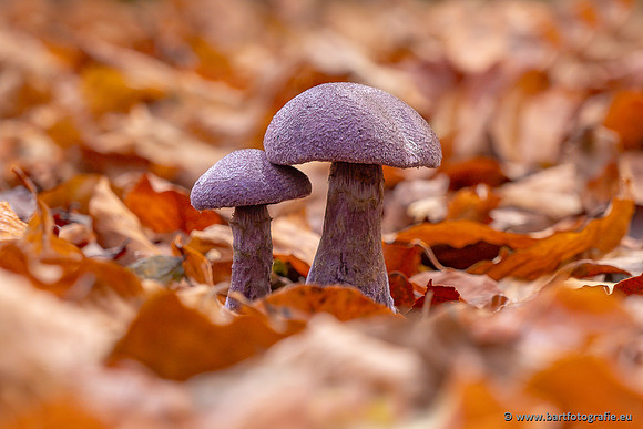 Paddenstoelen 2025-430
