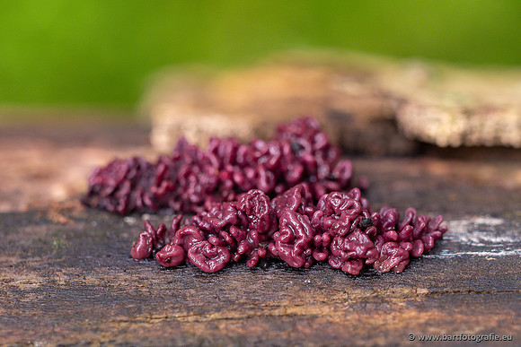 Paddenstoelen 2025-431