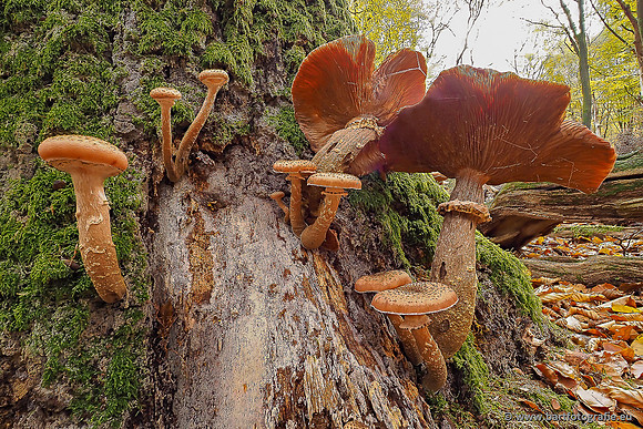 Paddenstoelen 2025-410