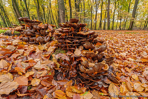 Paddenstoelen 2025-386