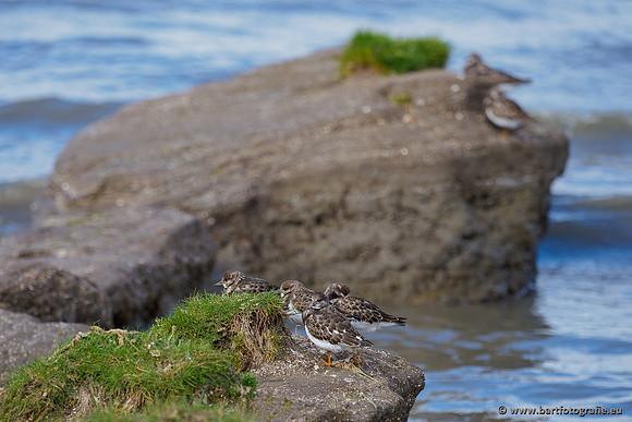 Friesland september 2020 Bart Fotografie-034