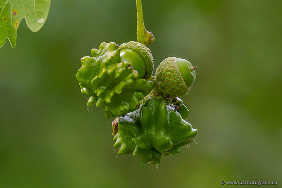 Bloemen en Planten Bart Fotografie-1422