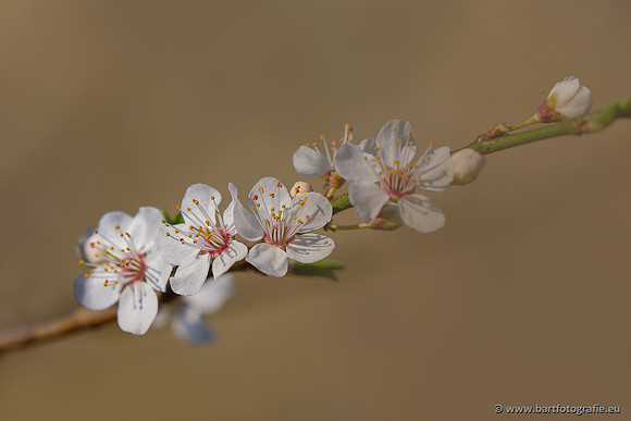 Bloemen en Planten Bart Fotografie-1425
