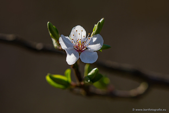 Bloemen en Planten Bart Fotografie-1426