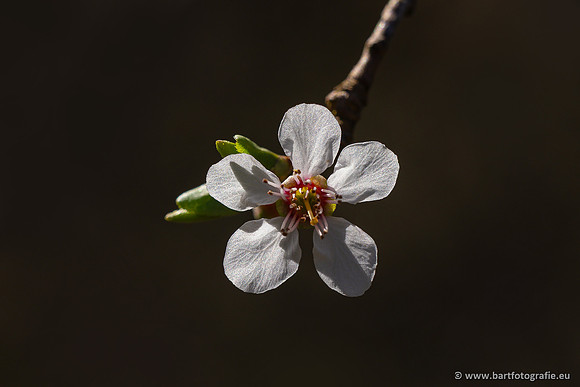 Bloemen en Planten Bart Fotografie-1427