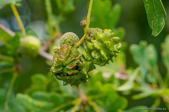 Bloemen en Planten Bart Fotografie-1420