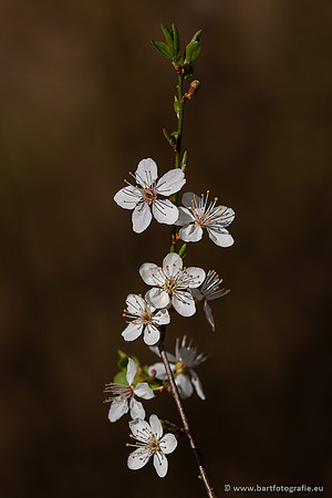 Bloemen en Planten Bart Fotografie-1428