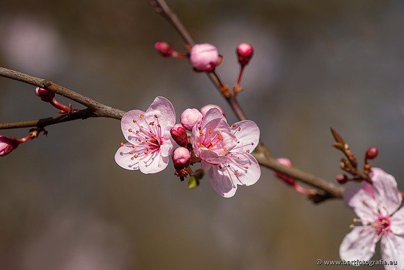 Bloemen en Planten Bart Fotografie-1429