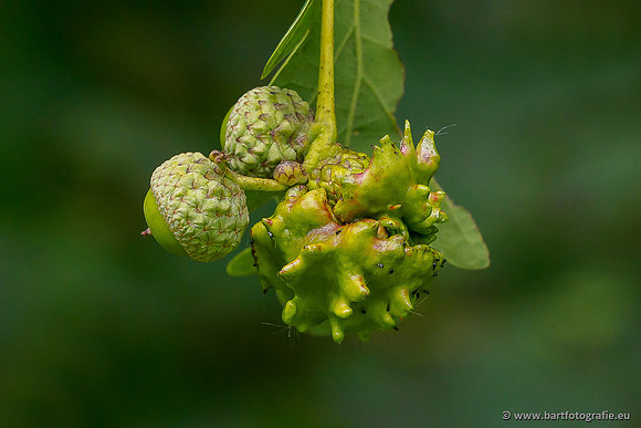 Bloemen en Planten Bart Fotografie-1421