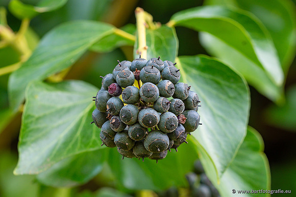 Bloemen en Planten Bart Fotografie-1423