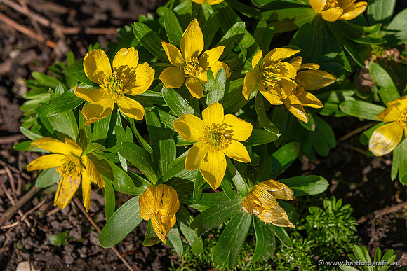 Bloemen en Planten Bart Fotografie-1424