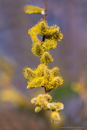 Bloemen en Planten Bart Fotografie-1433