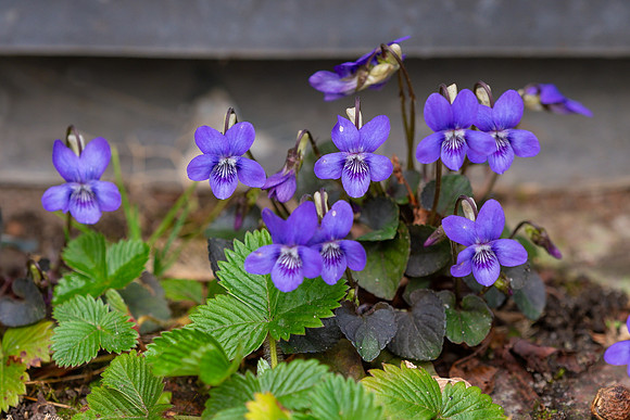 Bloemen en Planten Bart Fotografie-1435