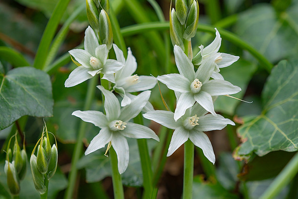 Bloemen en Planten Bart Fotografie-1436