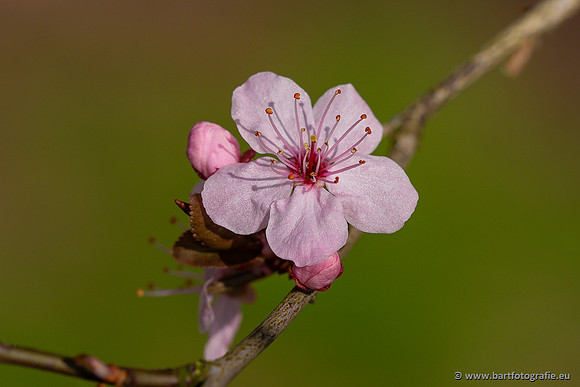 Bloemen en Planten Bart Fotografie-1430