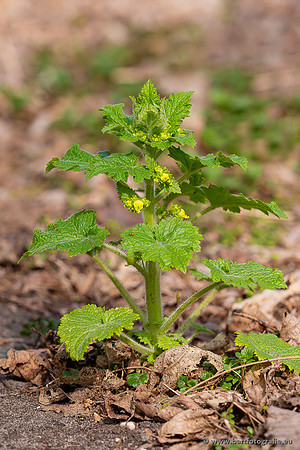 Bloemen en Planten Bart Fotografie-1438