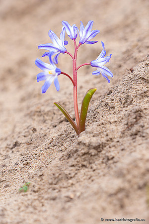 Bloemen en Planten Bart Fotografie-1440