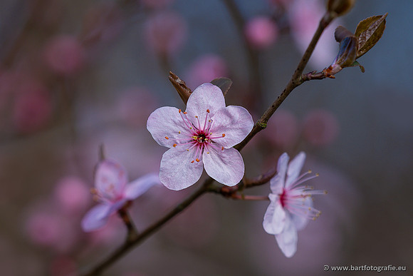 Bloemen en Planten Bart Fotografie-1431