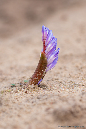 Bloemen en Planten Bart Fotografie-1441