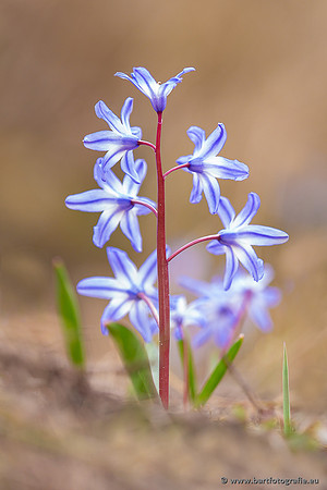 Bloemen en Planten Bart Fotografie-1443