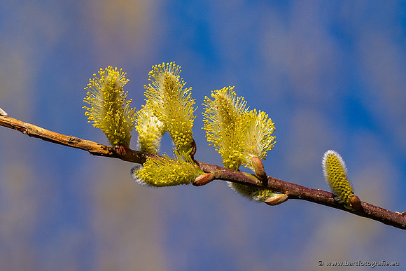 Bloemen en Planten Bart Fotografie-1432
