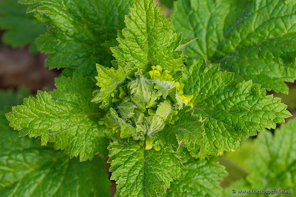 Bloemen en Planten Bart Fotografie-1437