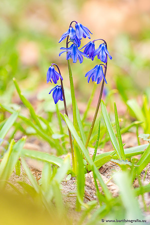 Bloemen en Planten Bart Fotografie-1446