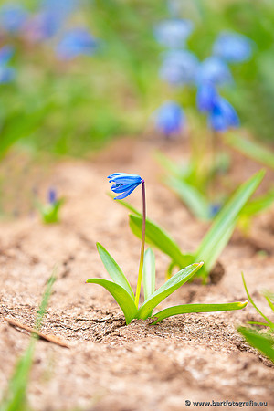Bloemen en Planten Bart Fotografie-1447