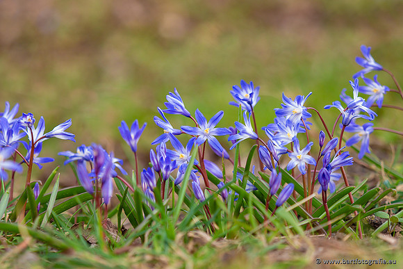 Bloemen en Planten Bart Fotografie-1439