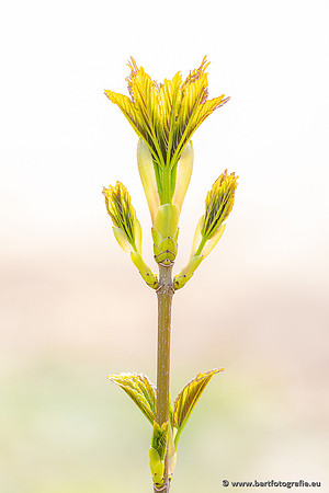 Bloemen en Planten Bart Fotografie-1450
