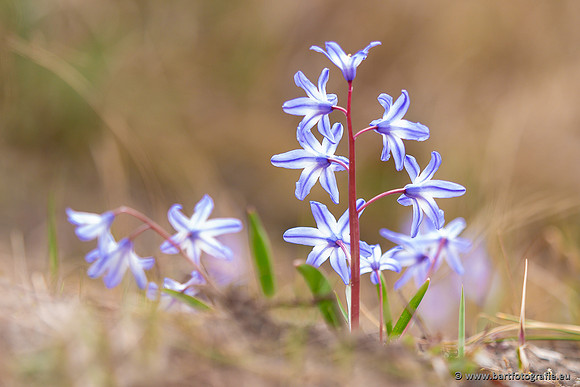 Bloemen en Planten Bart Fotografie-1444